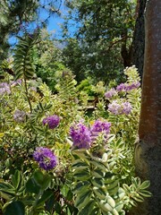 Obraz premium flowers in the garden