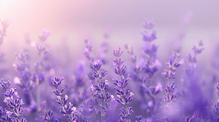 Fototapeta premium A soft lavender background with a subtle gradient effect, transitioning from a light lavender at the top to a deeper lavender at the bottom. The smooth transition creates a calming and serene