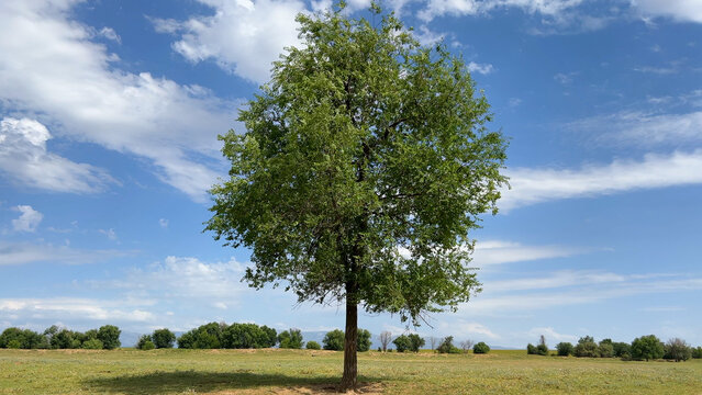 Lonely green tree in the field