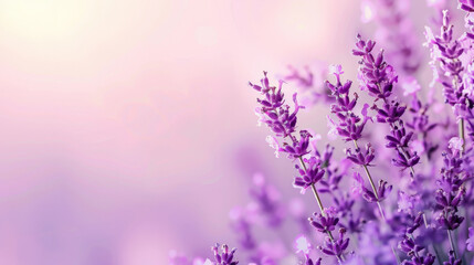Fototapeta premium A lavender background with a gradient from lavender to white, creating a light and airy effect. The gentle transition enhances the calming quality of the color.