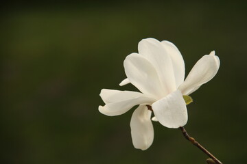 petals of one magnolia bud