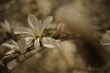 petals of one magnolia bud