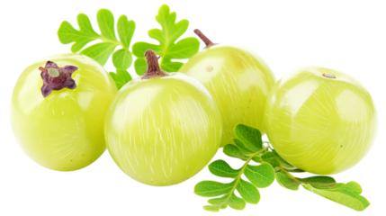 amla groups isolate on transparent background