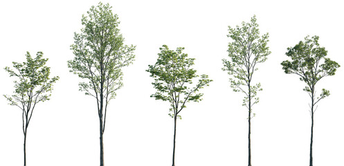 Acer pseudoplatanus, Alnus glutinosa, Ulmus pumila, Castanea sativa, Quercus robur frontal set...