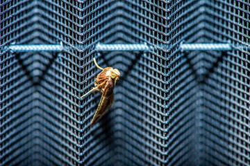 Intricate Encounter: Macro View of a Moth on a Detailed Fly Swatter