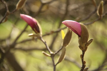 closed two pink magnolia buds