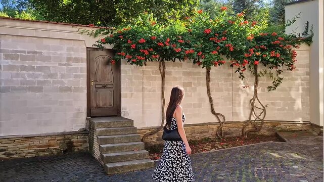 Young woman walks a beautiful courtyard, enjoying the sunny summer day in vacation admiring orange creepers trumpet flowers on the house walls (Campsis radicans)