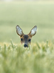 Reh im Weizenfeld