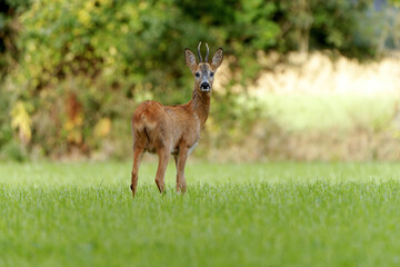 Rehbock auf der Weide