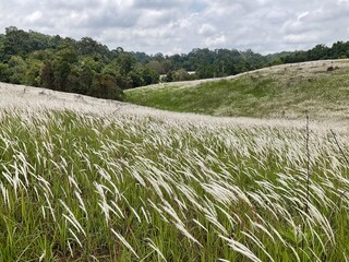field and blue sky in Khao Yai National Park  Thailand
