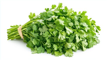 Fototapeta premium Bright bunch of fresh cilantro, coriander herb on white background