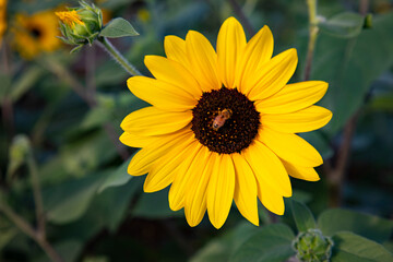 ミツバチとひまわり