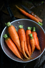 Fresh organic carrots washing in metal colander on the vegetable garden. Food photography