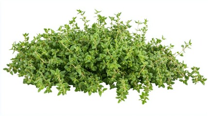Fototapeta premium Bright bunch of fresh thyme herb on white background
