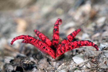 Clathrus Archeri mushroom or octopus stinkhorn mushroom or devil's fingers mushroom in summer forest close up