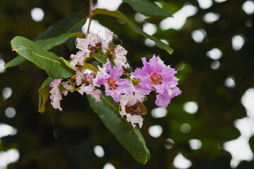 Purple flowers on a natural background (Petria Volubilis)