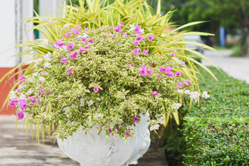 Beautiful flowers in white pot decorated on pathway