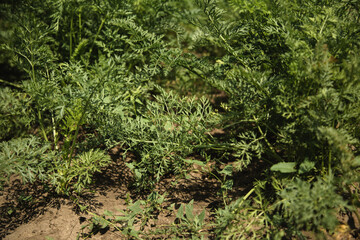 greens of carrot bushes that will melt in the soil