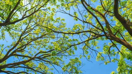 Fototapeta premium Close up of green tree branches against a blue sky