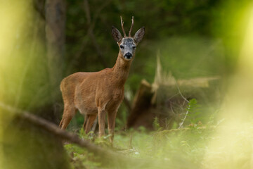 Rehbock im Wald