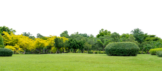 Grass and green trees city park isolated on transparent background, PNG File