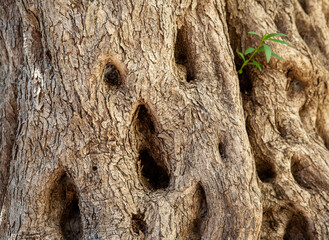 Olive tree bark, close-up. Textured relief background of light-dark brown olive skin for publication, screensaver, wallpaper, postcard, poster, banner, cover, website, post. High quality photo