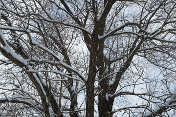 Winter landscape. Snow-covered trees in the winter forest for poster, calendar, post, screensaver, wallpaper, postcard, banner, cover, website. High quality photo