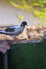 Pigeons walking on the fence. Pigeons with beautiful colored feather patterns. Blurred background.