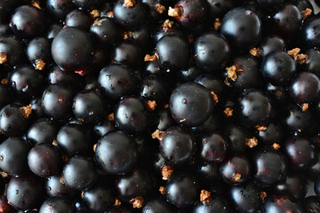 background of black currant berries with waterdrops