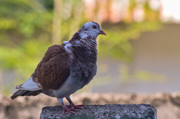 Pigeon perched on the fence. Feathers fluffed up. Pigeon with beautiful brown dominant feathers....