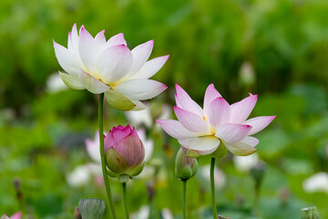 Obraz premium 絵画のように美しい蓮の花