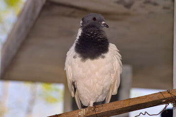 Pigeon perched on a tree. Pigeon with beautiful white dominant feathers. Flash on.