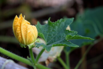 Thai pumkin flower begin blooming on branch with leaf.