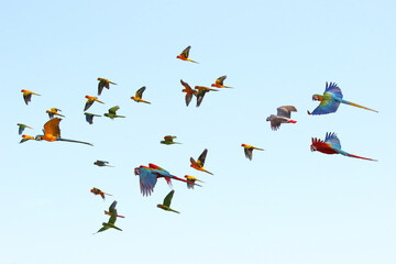 Colorful parrots flying in the sky. Free flying bird