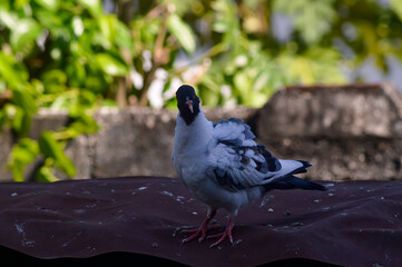 Pigeon perched on a fence facing the camera. Pigeon with black feathers and mostly white. Blurred...
