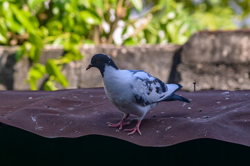 Pigeon perched on the fence. Pigeon with black feathers and mostly white. Blurred background.