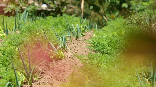 Unique Agricultural Practices - Intermixed Farm on Merapi Slope - Panning Close-Up