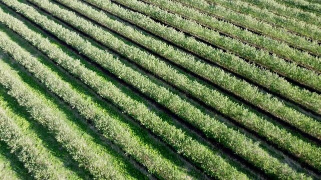 Drohne fliegt &uuml;ber gr&uuml;ne Aroniaplantage, Apfelbeerstr&auml;ucher in Reihe, nat&uuml;rliches Muster
