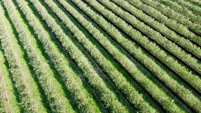 Drohne fliegt &uuml;ber gr&uuml;ne Aroniaplantage, Apfelbeerstr&auml;ucher in Reihe, nat&uuml;rliches Muster