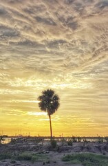 Palm tree, sunrise