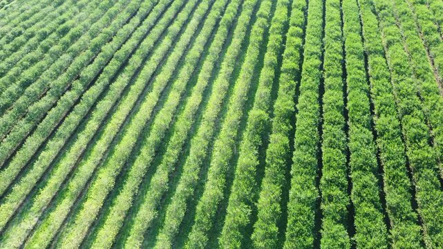 Drohne fliegt &uuml;ber gr&uuml;ne Aroniaplantage, Apfelbeerstr&auml;ucher in Reihe, nat&uuml;rliches Muster
