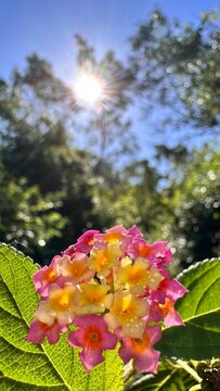 Lantana &eacute;clair&eacute;e par le soleil