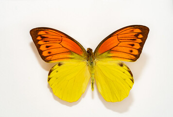 Hebomoia leucippe butterfly on white background. Tropical insect