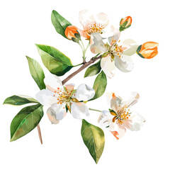 Watercolor vector of orange blossom, isolated on a white background, orange blossom vector