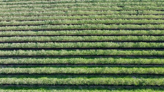 Drohne fliegt &uuml;ber gr&uuml;ne Aroniaplantage, Apfelbeerstr&auml;ucher in Reihe, nat&uuml;rliches Muster