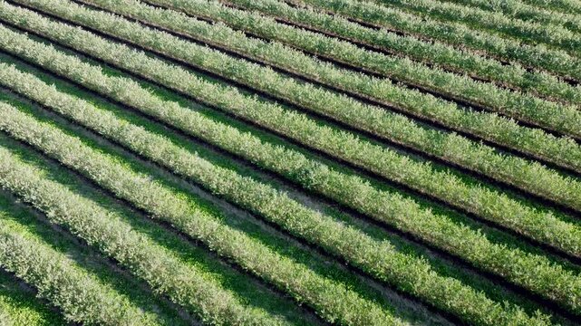 Drohne fliegt &uuml;ber gr&uuml;ne Aroniaplantage, Apfelbeerstr&auml;ucher in Reihe, nat&uuml;rliches Muster