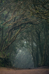 An ancient laurel forest in the mist. Anaga, Tenerife, Canary islands