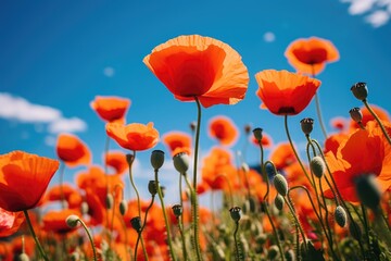 Obraz premium Vibrant poppies reaching towards a clear blue sky on a sunny day