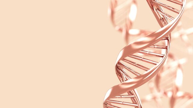 Rose gold DNA double helix strand rotates on beige background loop animation. science and biotechnology concept. 3d render