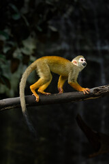 Common Squirrel Monkey on tree trunk